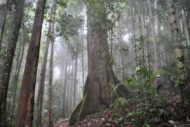 Dense forest with tall trees and thick undergrowth. A person in a hat stands on the right, giving scale to a massive moss-covered tree trunk. Mist lingers.